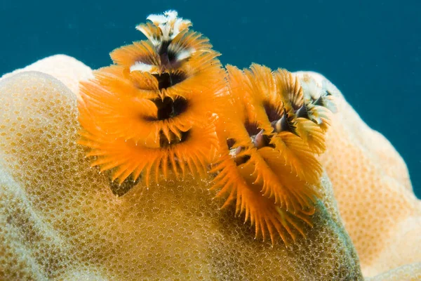 Gusano Árbol Navidad Spirobranchus Giganteus — Foto de Stock