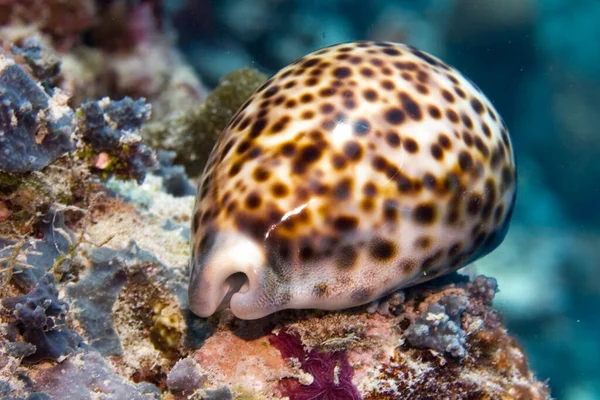 Tigerkauri Cypraea Tigris — Stockfoto