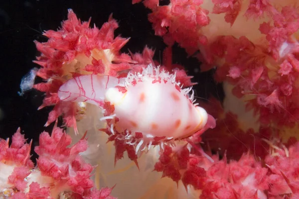 Cowrie Coral Blando Pseudosimnia Sinensis — Foto de Stock
