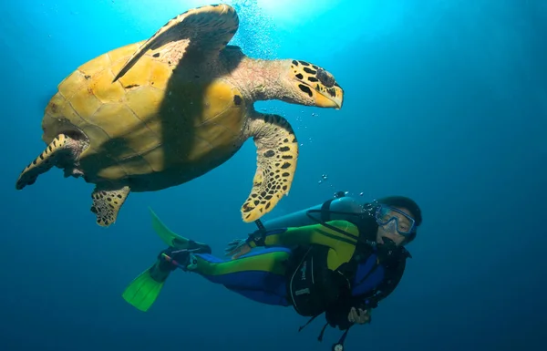 Yeşil Deniz Kaplumbağası Chelonia Mydas Maldivler — Stok fotoğraf