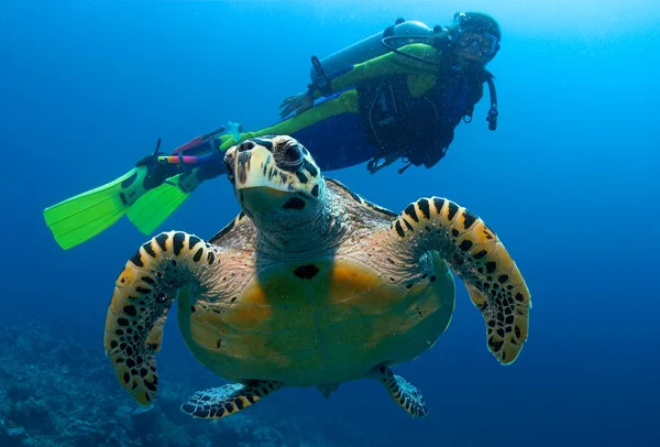 Green Sea Turtle Chelonia Mydas Maldives — Stock Photo, Image