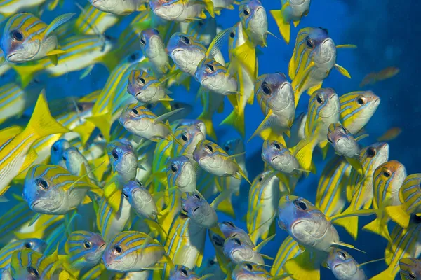 Blauzungenschnapper Lutjanus Kasmira Malediven — Stockfoto