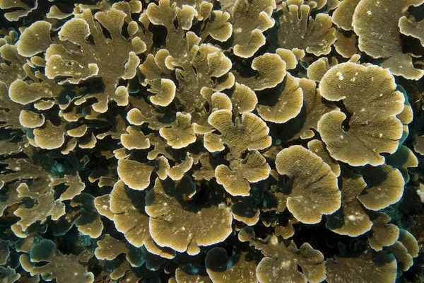 珊瑚礁 石珊瑚 犯罪山区 菲律宾 太平洋 — 图库照片