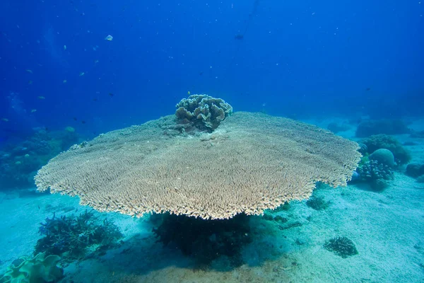 石珊瑚Acropora Hyacinthus 菲律宾 太平洋 — 图库照片