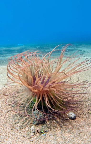 Anemon Rury Cerianthus Filiformis — Zdjęcie stockowe