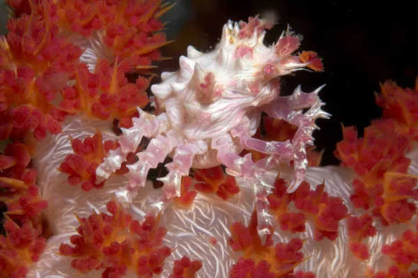 Cangrejo Coral Blando Hoplophrys Oatesii — Foto de Stock