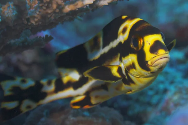 Junge Orientalische Süßlippe Plectorhinchus Orientalis Juv — Stockfoto