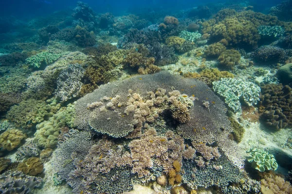 软珊瑚和石珊瑚覆盖的珊瑚礁 Acropora Clathrata — 图库照片