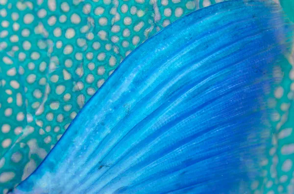 オウム魚 フィン スカリネ モルディブ — ストック写真