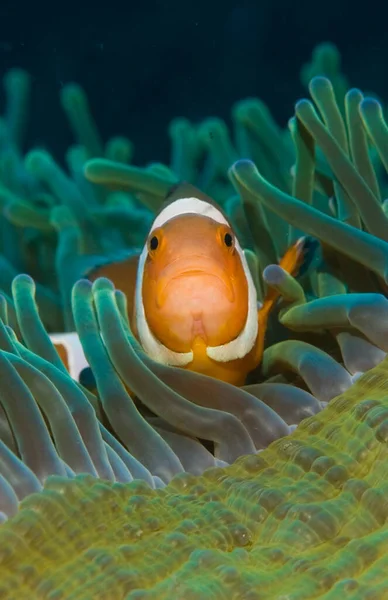 Anemonenfische Oder Clownfische Amphiprion Ocellaris — Stockfoto