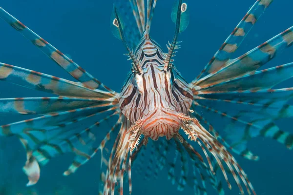 Lionfish Zwyczajny Pterois Volitans — Zdjęcie stockowe