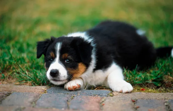 Australian Shepherd Border Collie Canis Lupus Familiaris Welpe — Stockfoto