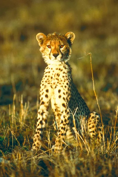 Gepard Acinonyx Jubatus Masai Mara Kenia Afrika — Stockfoto