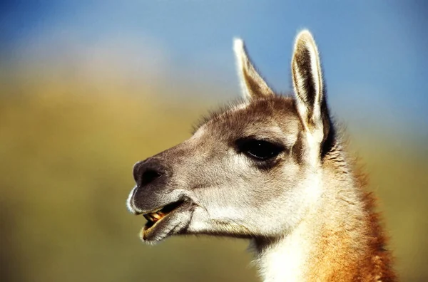 Guanaco Lama Guanicoe Torres Del Paine Chili — Photo