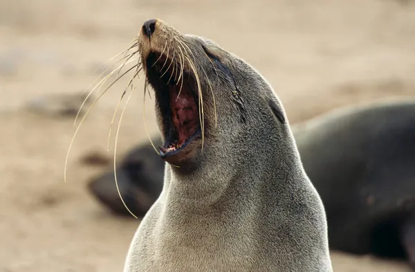 South African Fur Seal Cape Cross Namibia Africa — 图库照片