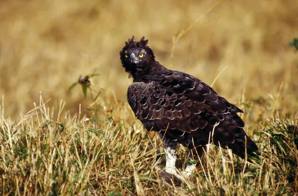 Martin Eagle Polemateus Bellicosus Masai Mara Κένυα Αφρική — Φωτογραφία Αρχείου