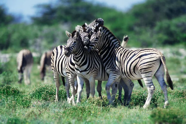 Burchells Zebra Equus Quagga Parque Nacional Etoscha Namibia África — Foto de Stock