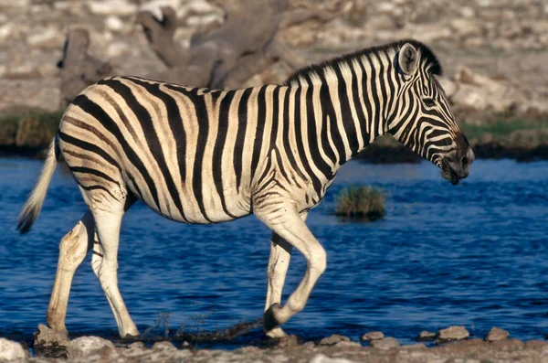 Burchells Zebra Equus Quagga Parque Nacional Etoscha Namibia África —  Fotos de Stock