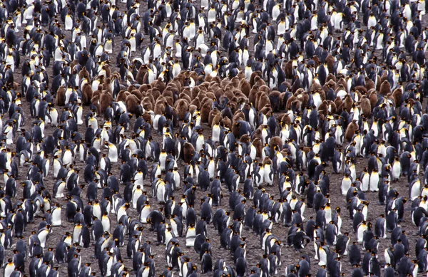 Königspinguin Salisbury Plain Südgeorgien Antarktis — Stockfoto