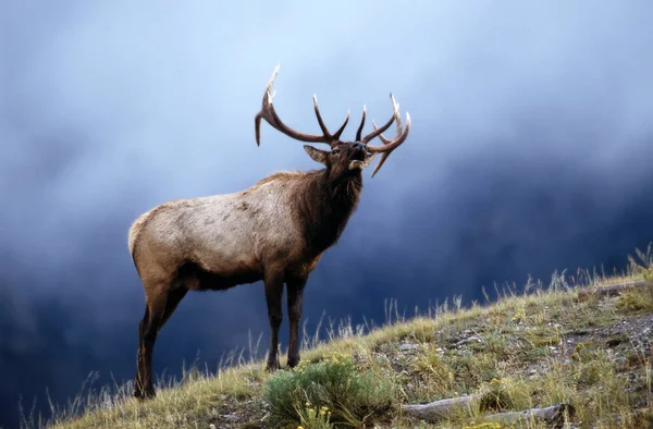 Elk Cervus Elaphus Nelsoni Yellowstone National Park Wyoming Usa — 스톡 사진