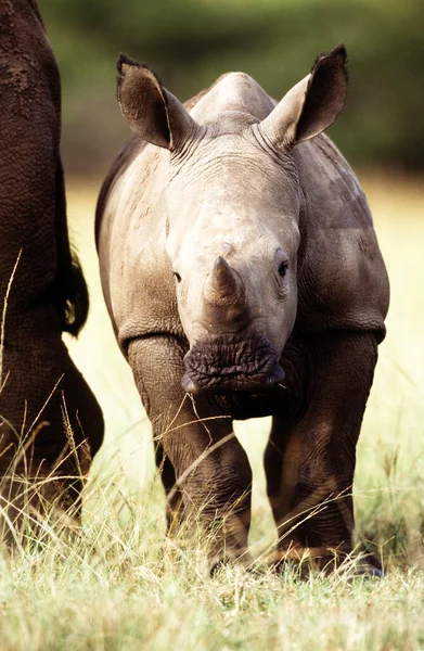 Witte Neushoorn Ceratotherium Simum Nationaal Park Umfolozi Zuid Afrika — Stockfoto