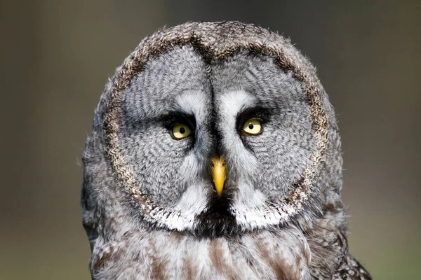 Európai Szürke Bagoly Strix Nebulosa — Stock Fotó