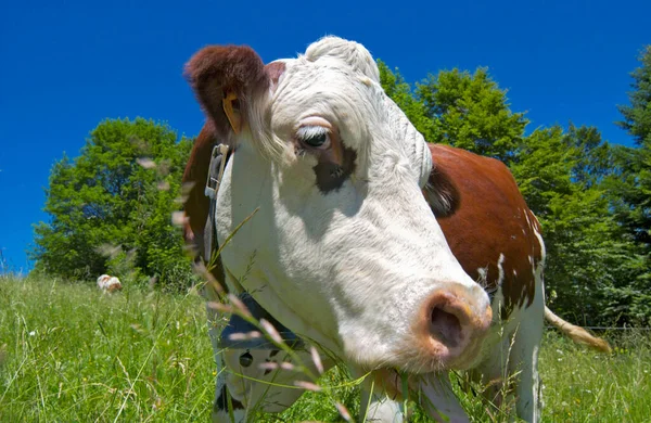 在法国阿尔卑斯山的草地上 棕色和白色的奶牛在吃草 — 图库照片