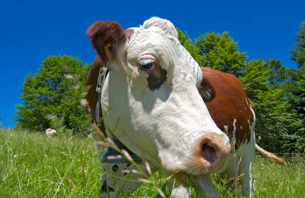 Pastos Vacas Marrones Blancas Prado Los Alpes Franceses —  Fotos de Stock