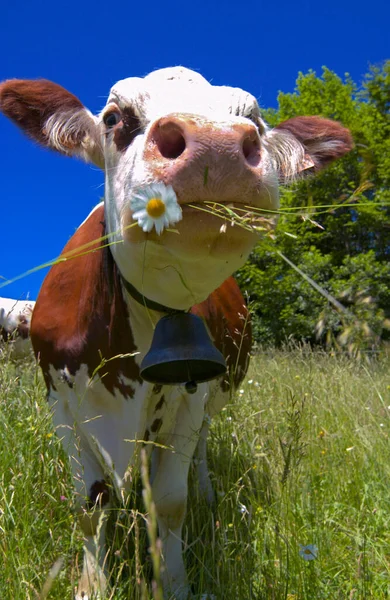 在法国阿尔卑斯山的草地上 棕色和白色的奶牛在吃草 — 图库照片