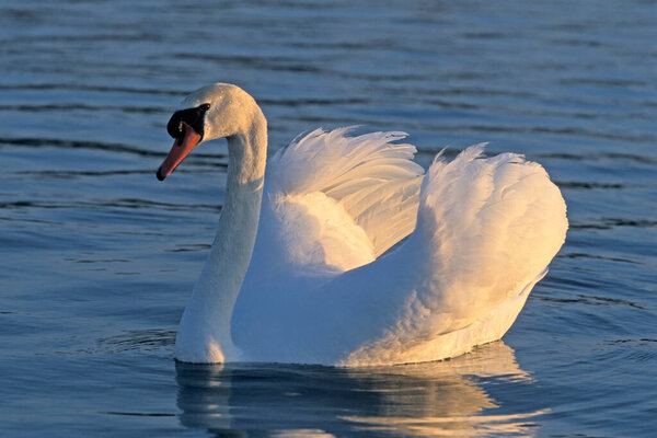 Mute swan at Nymphenburg Castle grounds in Munich