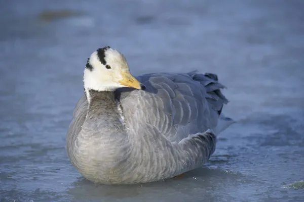 Bar Headed Gans Anser Indicus Zittend Een Bevroren Meer Nymphenburg — Stockfoto