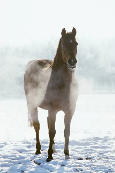 Caballo Árabe Raza Pura Una Fría Mañana Invierno — Foto de Stock