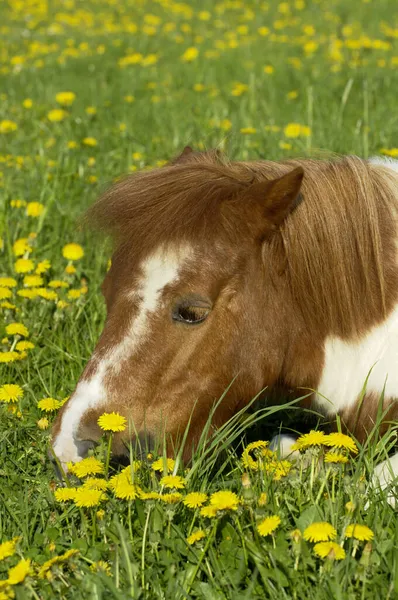 Shetland Pony Acostado Prado Diente León Comiendo —  Fotos de Stock
