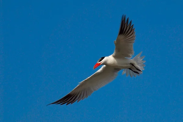 Kaspische Seeschwalbe Hydroprogne Caspia Flug — Stockfoto