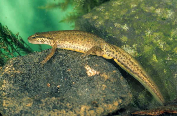 Tronco Común Lissotriton Vulgaris Anteriormente Triturus Vulgaris Hembra Cautiva —  Fotos de Stock