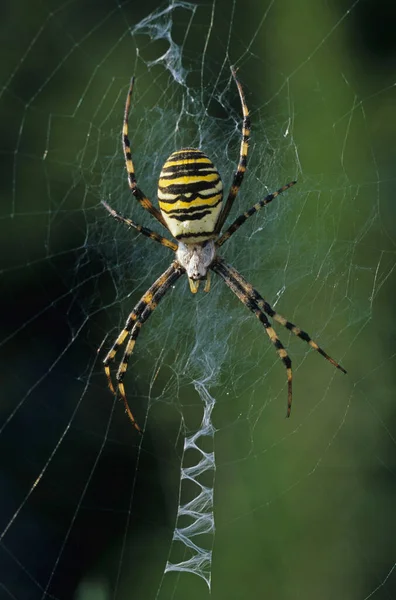 Araignée Guêpe Femelle Argiope Bruennichi Dans Son Filet — Photo