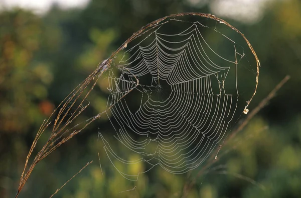 Spinnennetz Der Gartenspinne Araneus — Stockfoto