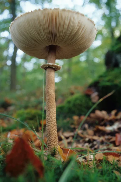 Champiñón Parasol Macrolepiota Procera — Foto de Stock