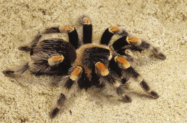 Mexikanische Vogelspinne Brachypelma Beohmei Gefangenschaft — Stockfoto