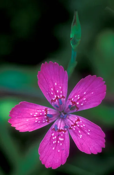 Девичий Розовый Dianthus Deltoides — стоковое фото
