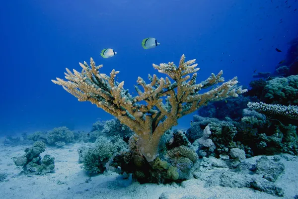 Vlinders Zwemmen Boven Een Stenig Koraal Acropora Rechtenvrije Stockafbeeldingen