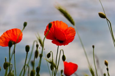 haşhaş ile çiçek tasarım