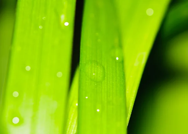Gotas de água em folhas verdes frescas na primavera — Fotografia de Stock