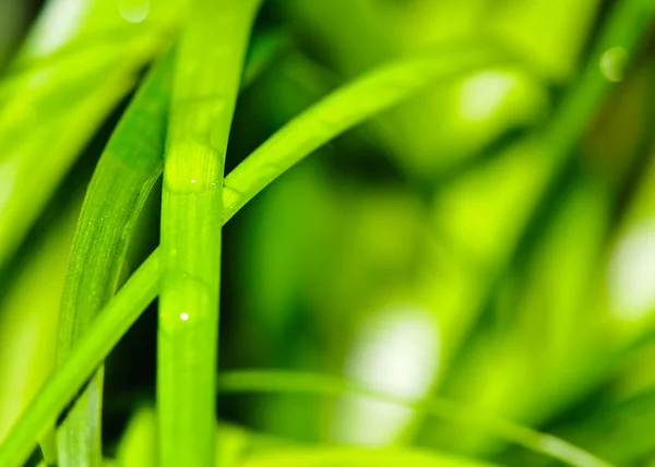 新鮮な緑の葉の水滴は春 — ストック写真