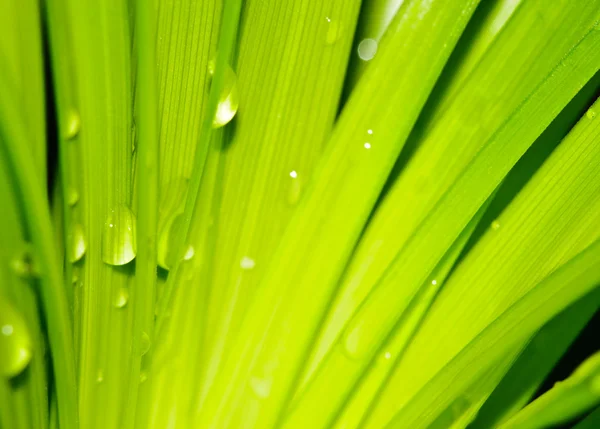 Gotas de agua sobre hojas verdes frescas en primavera —  Fotos de Stock