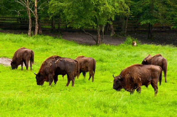 European bisons — Stock Photo, Image