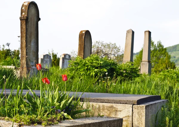 Cemitério do campo com grama verde e árvores — Fotografia de Stock