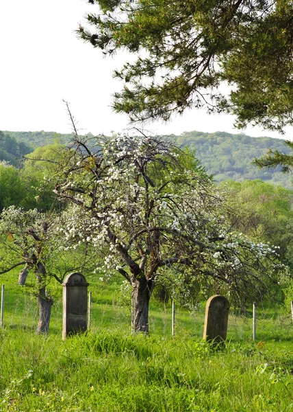 Yeşil otlar ve ağaçlar ile kırsal mezarlığı — Stok fotoğraf