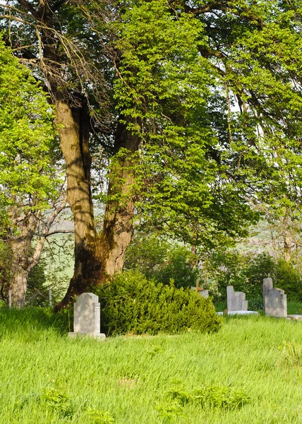 Countryside cemetery with green grass and trees — Stock Photo, Image