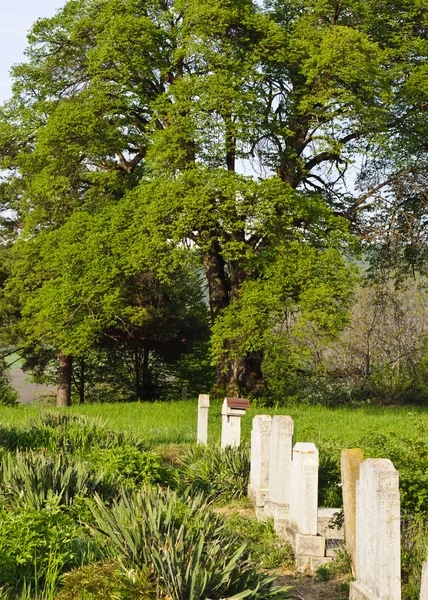 Platteland kerkhof met groene gras en bomen — Stockfoto